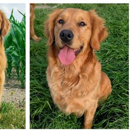 Golden Retriever puppies from R&R Goldens