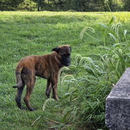 Dutch Shepherd Puppies from Acadia CanineTM