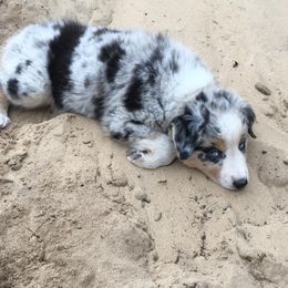 Australian Shepherd Puppies from Cottage Farm Aussies