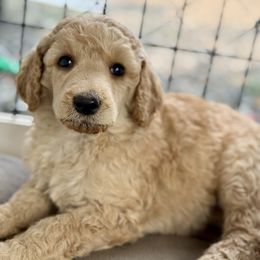 Violet - Red  female Poodle puppy in Lookout, California from Rossiter Poodles