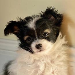 Papillons from Sablewings (www.sablewings.com)