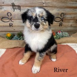 Australian Shepherd, Miniature American Shepherd, Miniature Australian Shepherd, and Toy Australian Shepherd Puppies from OR Aussies