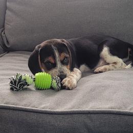Beagle Puppies from Nse Farms Beagles