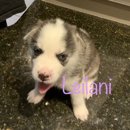 Siberian Husky Puppies from Weber Siberian Huskies