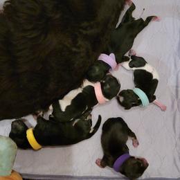 Miniature Schnauzer Puppies from Little Schnauzer Paws