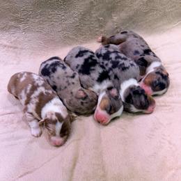 Cinder - Blue merle male Australian Shepherd puppy in Howardsville, Virginia from Spectacular Aussies and Cavaliers