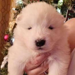 Purple - White female Samoyed puppy in San Antonio, Texas from Hill Country Samoyeds