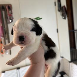 Gandalf - White and brown male Saint Bernard puppy in Ramona, California from Buendias Ranch Saint Bernards & Bernese Mountain Dogs
