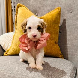 Burgundy Collar - Parti female Goldendoodle puppy in Miami, Florida from GoldStar Doodles USA