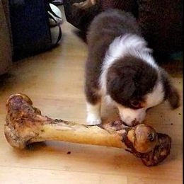Miniature Australian Shepherd and Toy Australian Shepherd Puppies from Aussie What You Did There