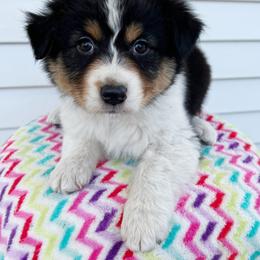 Paloma - Black tri-color female Australian Shepherd puppy in Kearney, Nebraska from Helix Aussies