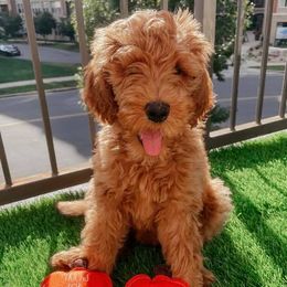Goldendoodle and Poodle Puppies from Texoma Poodle Ranch
