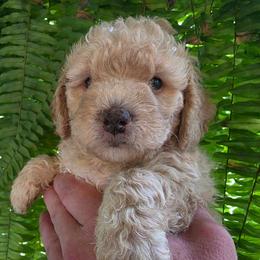 Rusty - Apricot male Goldendoodle puppy in Orange Park, Florida from Evergrace Farm Doodles