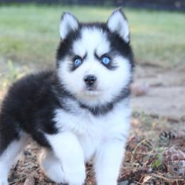 Raven - Black and white female Pomsky puppy in Bremen, Indiana from AMS Pomeranians and Pomskies in Indiana