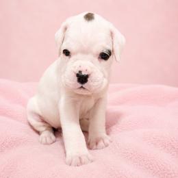 Belle - White female Boxer puppy in Leland, North Carolina from Ocean Breeze Boxers