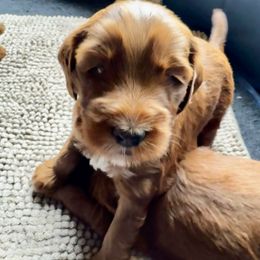 Guardian Opportunity - Red  female Goldendoodle puppy in Henrico, Virginia from Paws 4 Doodles, LLC
