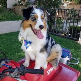Australian Shepherd All Grown Up from Laura's Aussies