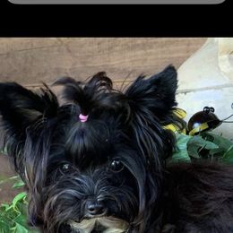 Raven - Yorkshire Terrier