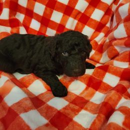 Poodle Puppies from Coco Puffs Poodles