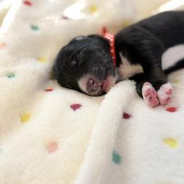 Australian Shepherd Puppies from Colorful Dreamers Australian Shepherds