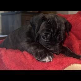 Boy 2 - Black brindle male Cane Corso puppy in Douglasville, Georgia from Palazzo Cane Corso