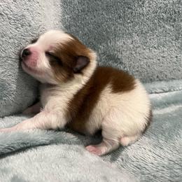 Lovey - Tri-colored female Pomeranian puppy in Jefferson City, Missouri from MJ’s Pomeranians