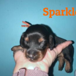 Sparkler - Black and tan male Dachshund puppy in Monitor, Washington from Shannon Dolly’s Dachshunds