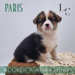 Paris - Black and tan female Pembroke Welsh Corgi puppy in Pine Village, Indiana from NL Horsemanship