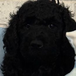 Boy 4 - male Poodle puppy in Snow Camp, North Carolina from Diamond D Poodles LLC