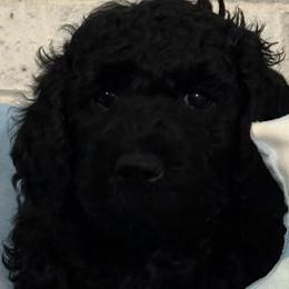 Boy 4 - male Poodle puppy in Snow Camp, North Carolina from Diamond D Poodles LLC