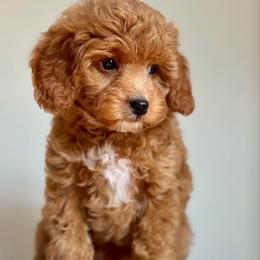 Green - Red  male Goldendoodle puppy in Hesperia, Michigan from Red Acres Poodles & Doodles