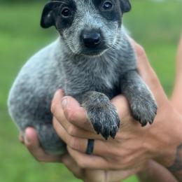 Daisy - Blue female Australian Cattle Dog puppy in Timpson, Texas from Double S Kennel