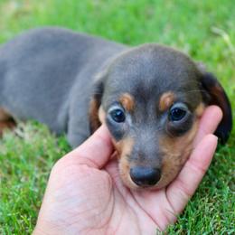 Riley - Gray (blue) and tan male Dachshund puppy in Paris, Texas from Kuttin’ Up Mini Aussies