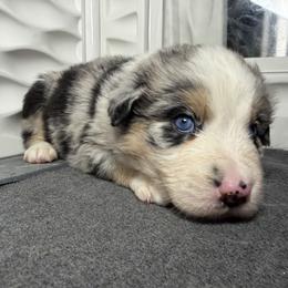 Boy 4-Blue Merle - Blue merle male Australian Shepherd puppy in Mayfield, Kentucky from Hamilton Farms