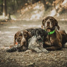 German Shorthaired Pointers from Kanonier Shorthairs