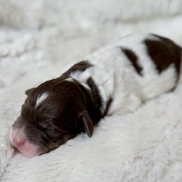Sven - Parti male Goldendoodle puppy in Dayton, Ohio from Perks Court Doodles