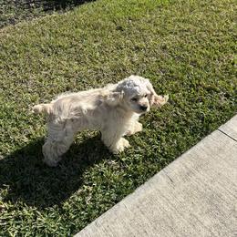 Emerson - Buff male Cocker Spaniel puppy in Sarasota, Florida from Prestige Cocker Spaniels