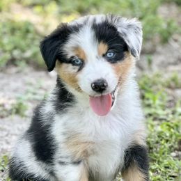 Tornado - Blue merle Australian Shepherd puppy in Florida from Florida Australian Shepherds