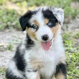 Tornado - Blue merle Australian Shepherd puppy in Florida from Florida Australian Shepherds