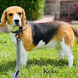 Koko - Beagle