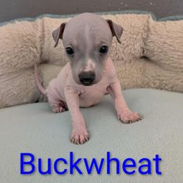 Buckwheat - Blue fawn and white male American Hairless Terrier puppy in Phoenix, Arizona from Bare Valley