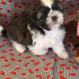 Mr Chubs - Tricolor male Shih Tzu puppy in Sutton, West Virginia from Meadow Lane Pups