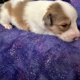 Scottish Collie Puppies from Sundance Scottish-Colleys