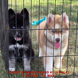 CINDER'S MALE 5 - Black and white male Siberian Husky puppy in Manilla, Iowa from Bruck's Siberian Huskies
