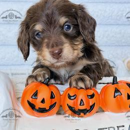 Mr. Blue-2600 - Chocolate and cream male Dachshund puppy in Sparr, Florida from From the Heart Doxies