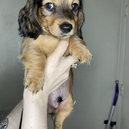 Dachshund Puppies from Monterey bay dachshund kennel