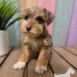 Bodie - Liver male Miniature Schnauzer puppy in Lufkin, Texas from C&K’s Schnauzer House