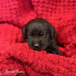 Purple Girl - Black female Labrador Retriever puppy in Colorado from Albrecht Farms Labrador Retrievers