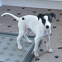 Snow Angel - White and black Whippet puppy in Belgrade, Montana from Lexylews Montana Whippets