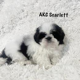 AKC little Scarlett - Black and white female Shih Tzu puppy in Greenville, South Carolina from Babyface Shih Tzu